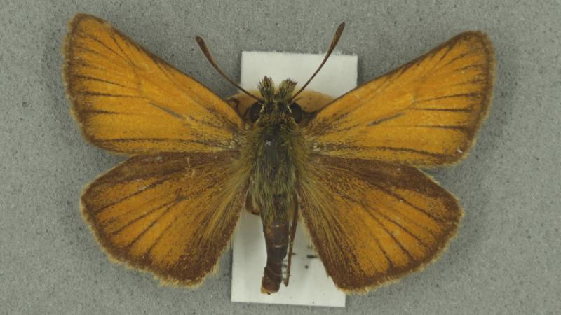 Essex Skipper Essex Skipper