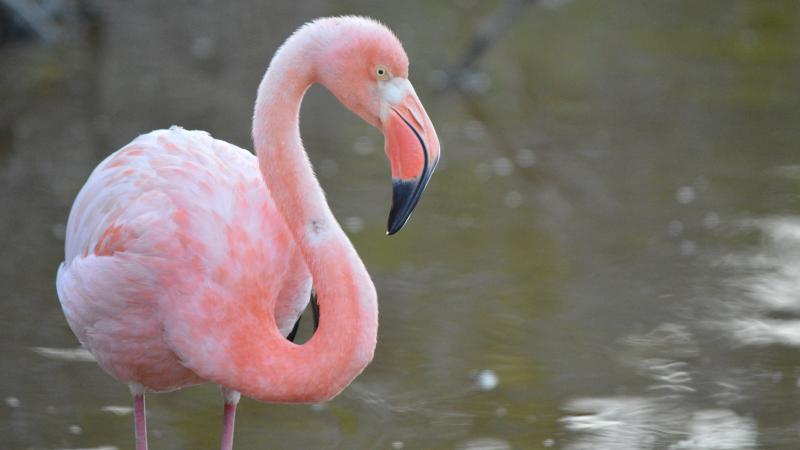 Flamingo Flamingo