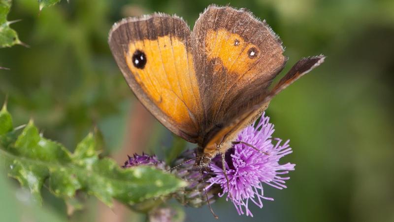 gatekeeper butterfly gatekeeper butterfly