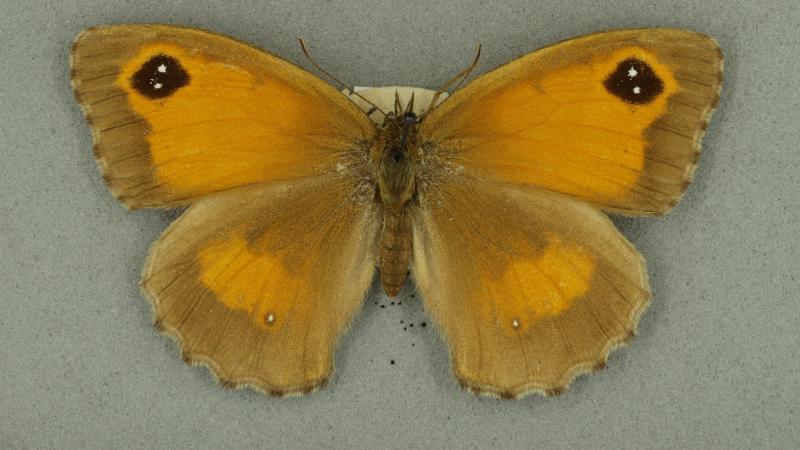 gatekeeper butterfly gatekeeper butterfly