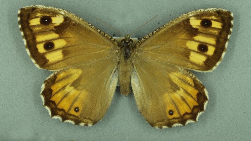 Grayling