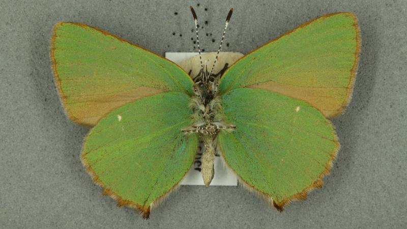 green hairstreak green hairstreak