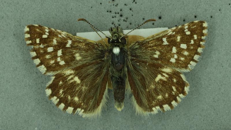 Grizzled skipper Grizzled skipper