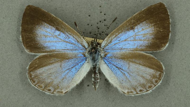 holly blue holly blue