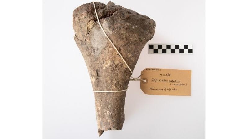 A section of Diprotodon optatum tibia A section of Diprotodon optatum tibia