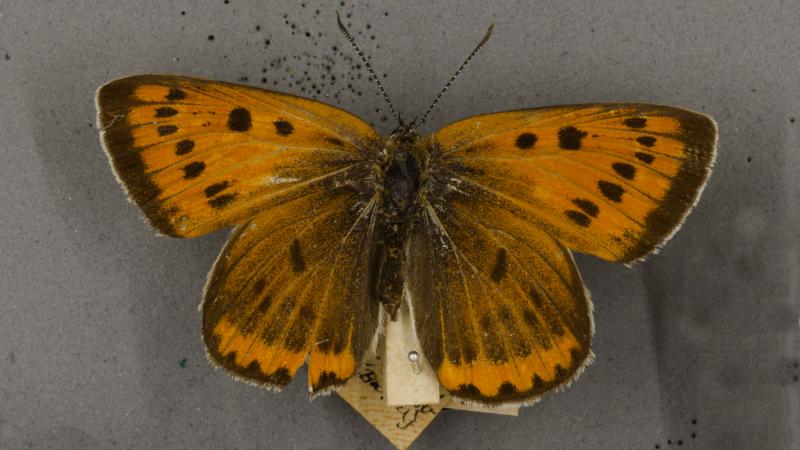 large copper large copper