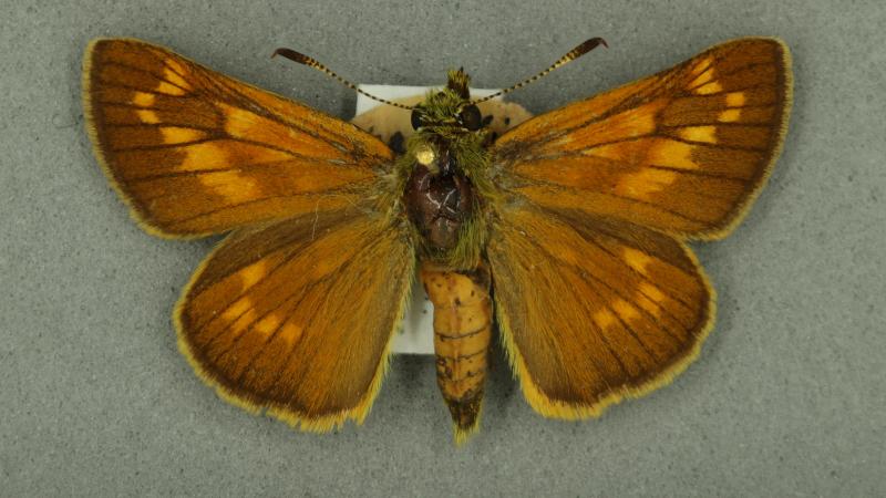 Large Skipper Large Skipper