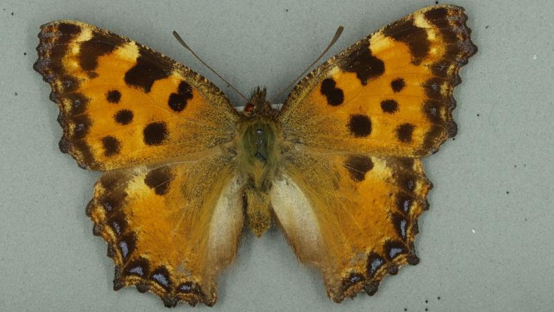 large tortoiseshell large tortoiseshell