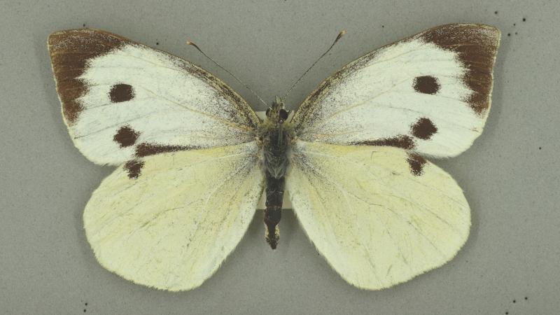 Large white butterfly Large white butterfly
