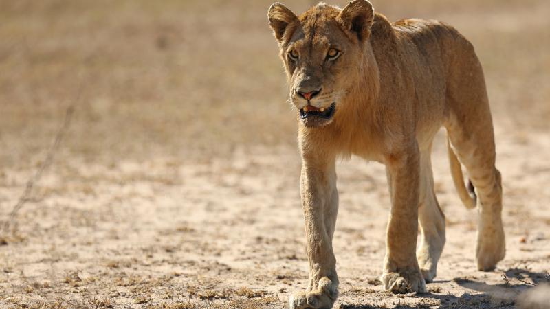 Female lion Female lion