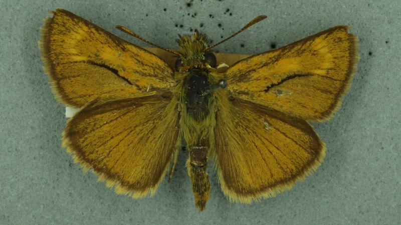 lulworth skipper lulworth skipper