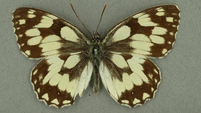 marbled white marbled white