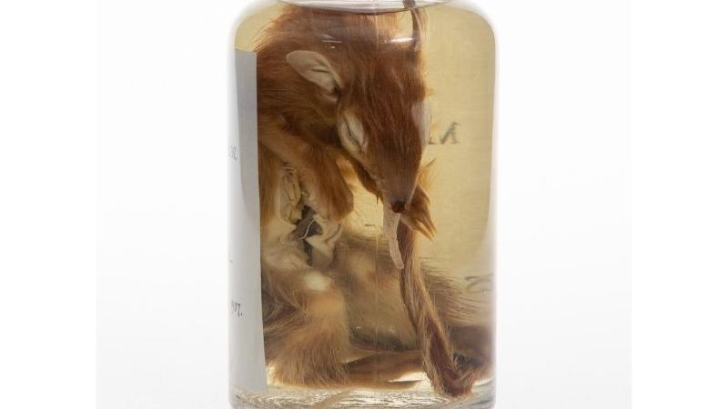 Marten, preserved numbat Marten, preserved numbat