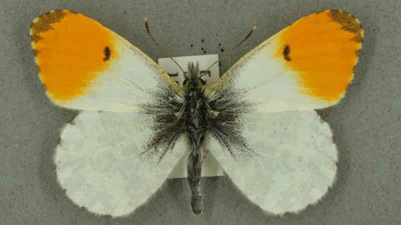 Orange-tip Orange-tip