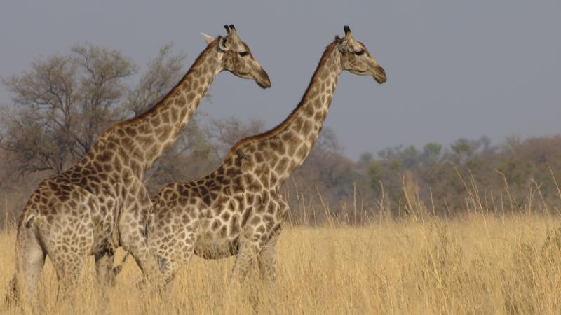 Giraffe Giraffe