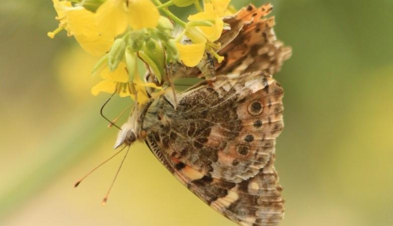 Painted lady Painted lady