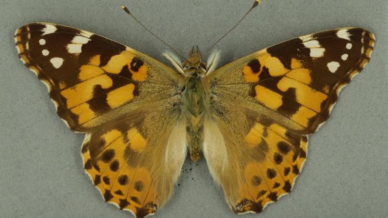 Painted lady Painted lady