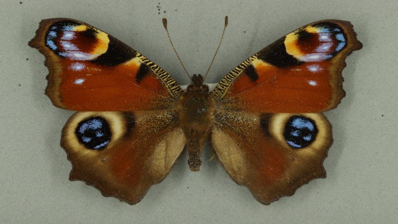 Peacock butterfly Peacock butterfly