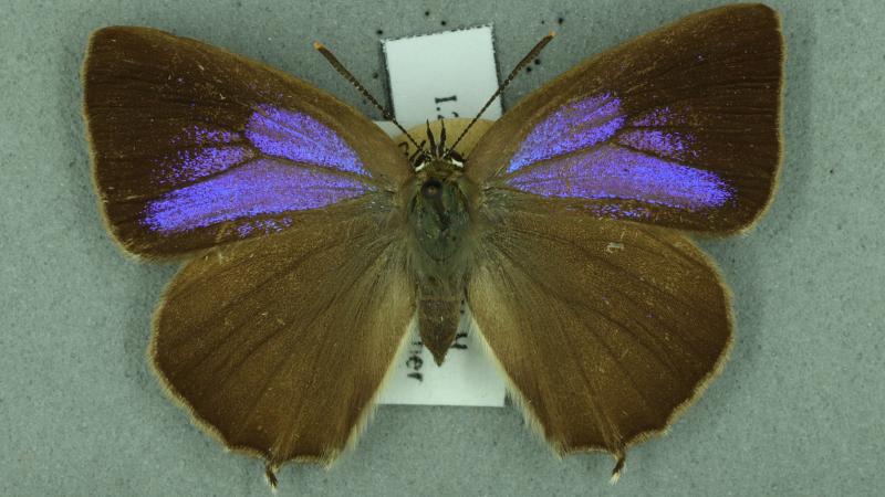 purple hairstreak purple hairstreak