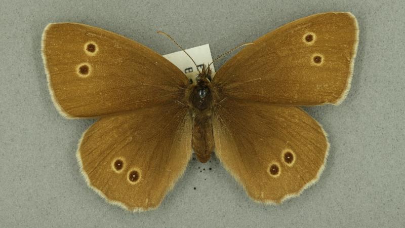 Ringlet butterfly Ringlet butterfly