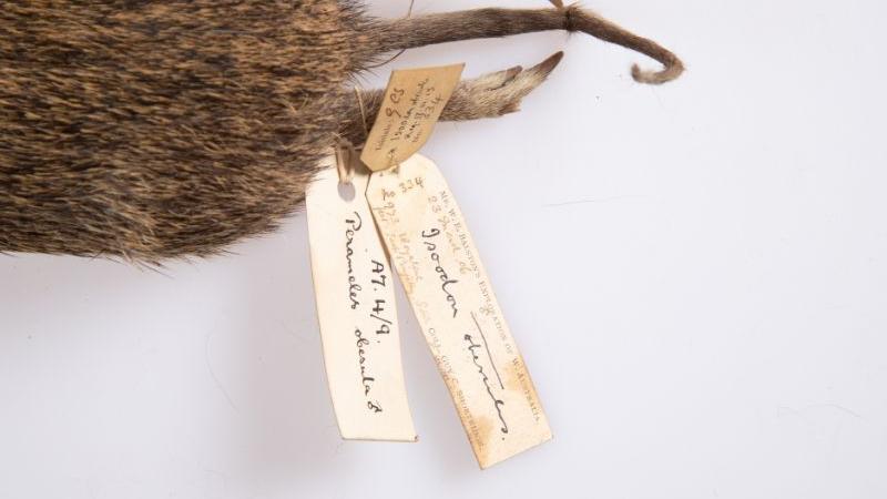 Shortridge labels on a bandicoot Shortridge labels on a bandicoot