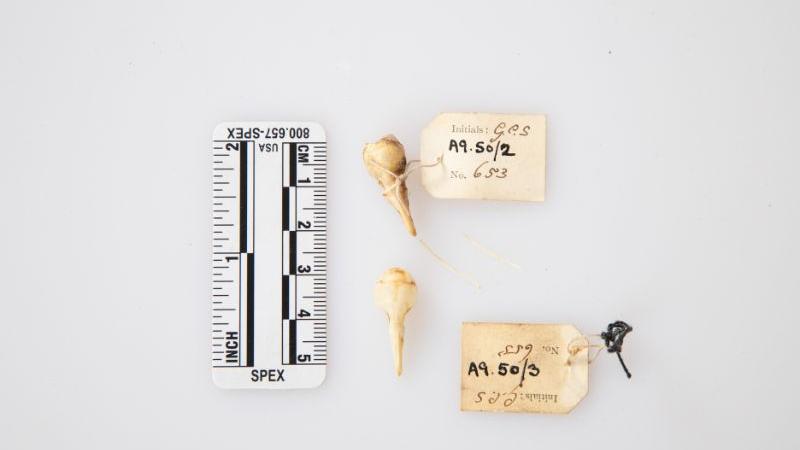 Two honey possum skulls Two honey possum skulls