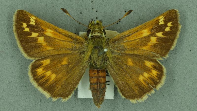 Silver-spotted Skipper Silver-spotted Skipper