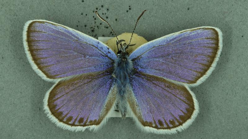 silver-studded blue silver-studded blue