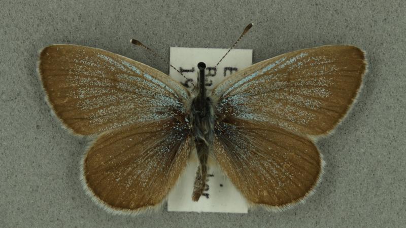small blue