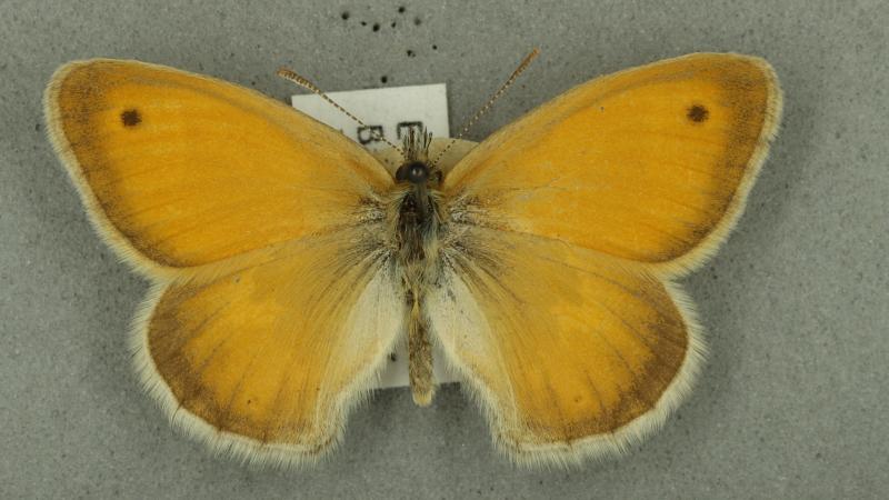 small heath butterfly small heath butterfly