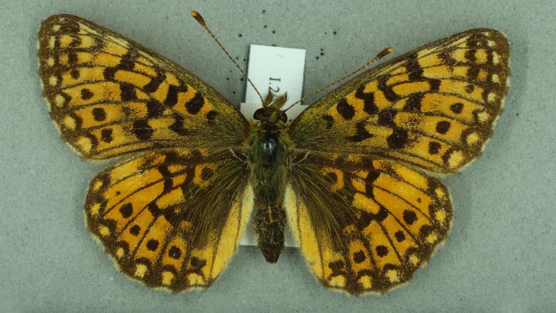 small pearl bordered fritillary small pearl bordered fritillary