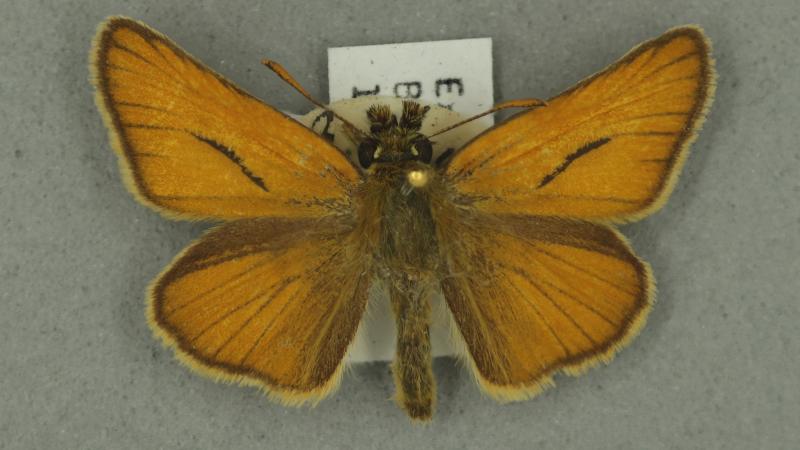 Small Skipper Small Skipper