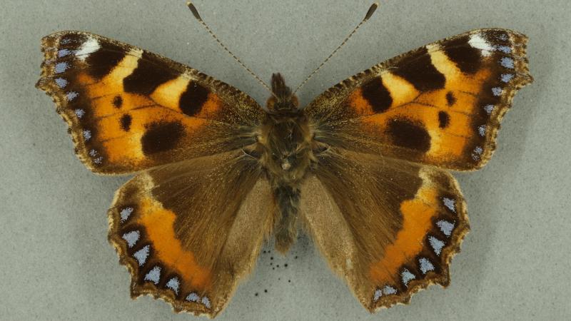 small tortoiseshell small tortoiseshell