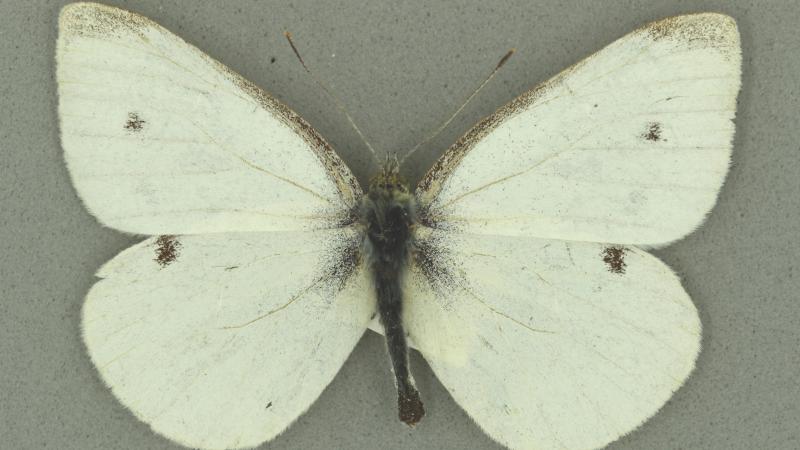 Small white Small white