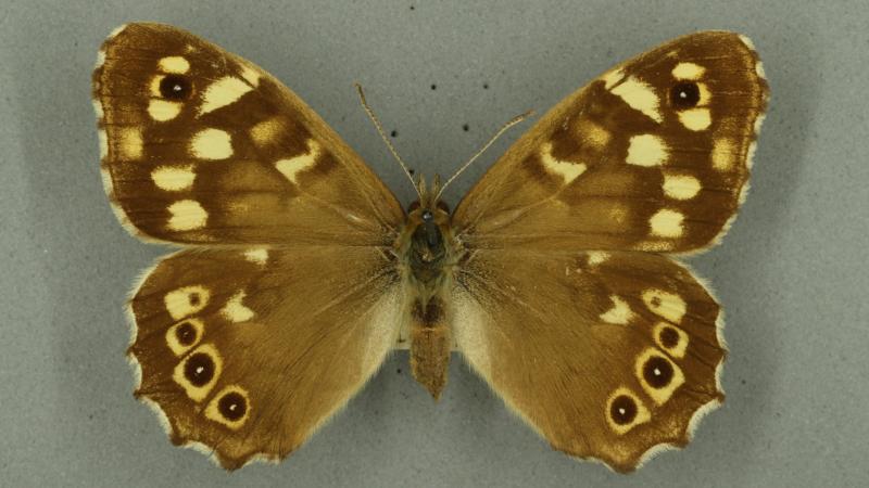 speckled wood speckled wood