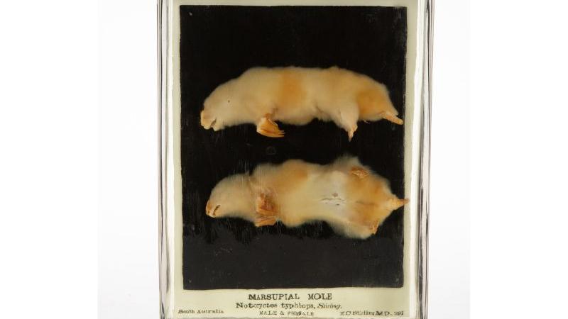 Marsupial mole Marsupial mole