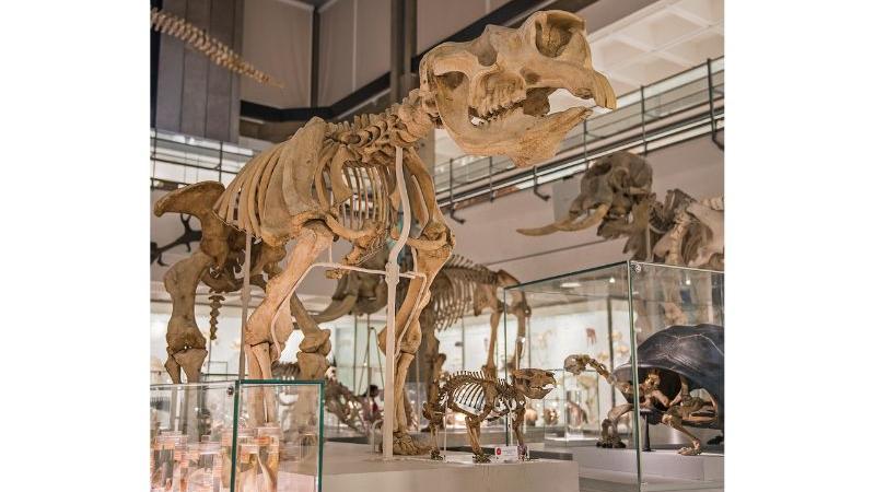 Diprotodon Diprotodon