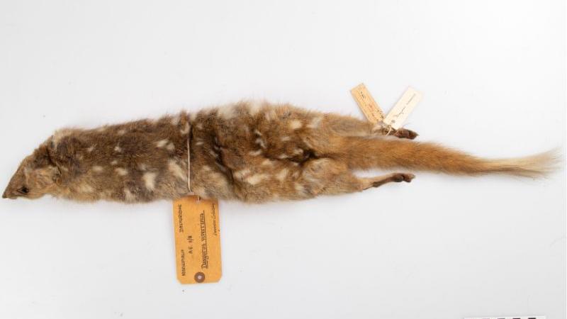 Eastern quoll Eastern quoll