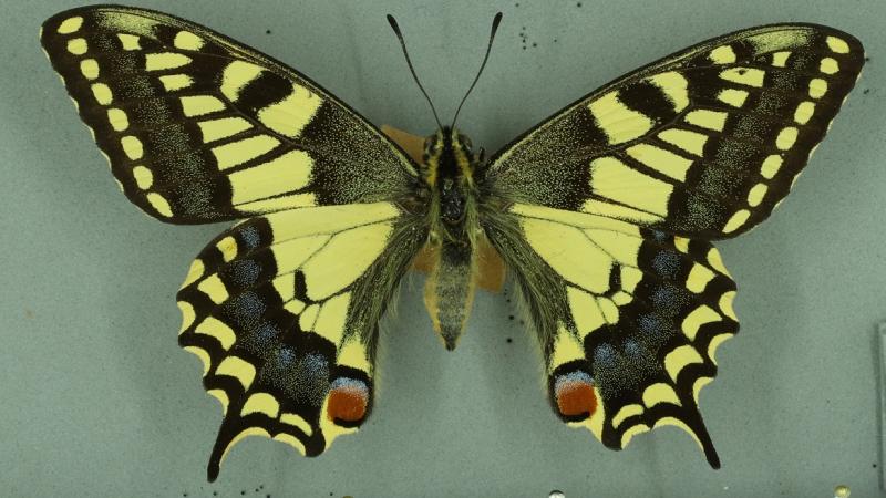 Swallowtail butterfly Swallowtail butterfly