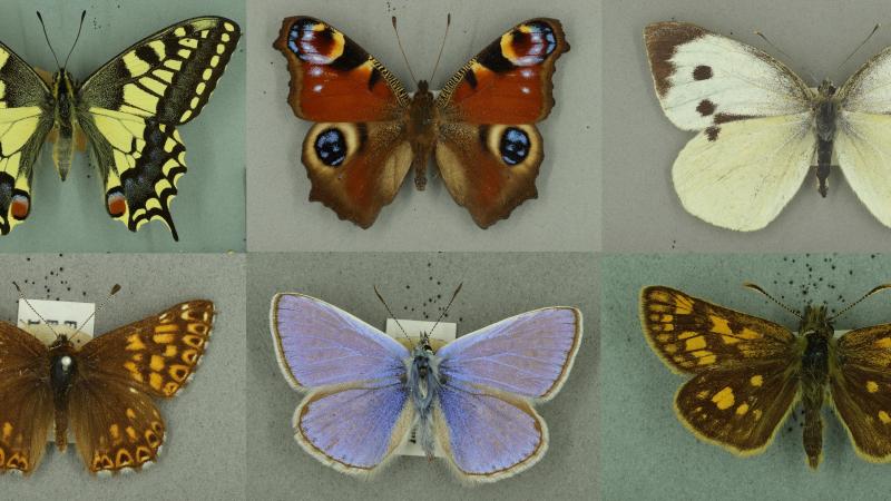 Butterfly montage Butterfly montage