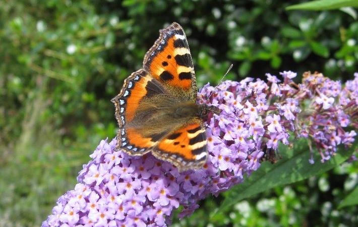 small tortoiseshell small tortoiseshell
