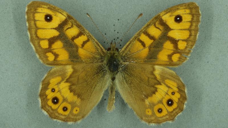 wall brown wall brown