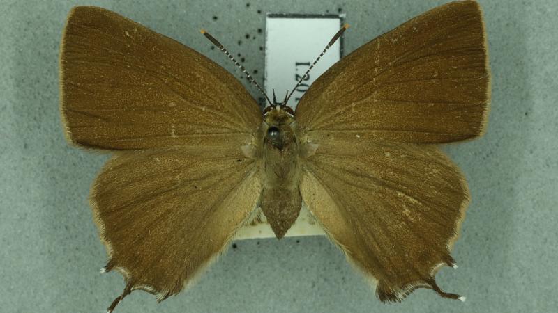 white-letter hairstreak