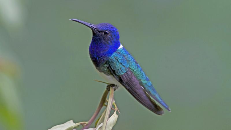 Hummingbird Hummingbird