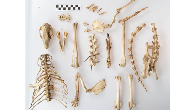 Red-legged pademelon skeleton Red-legged pademelon skeleton