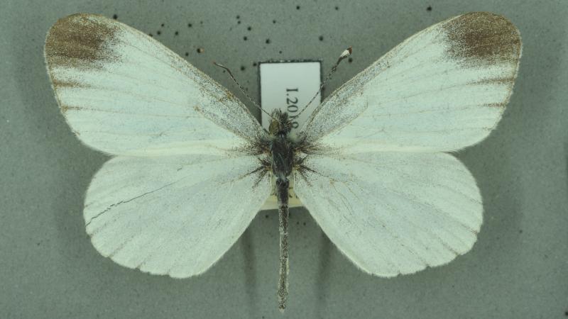 wood white wood white