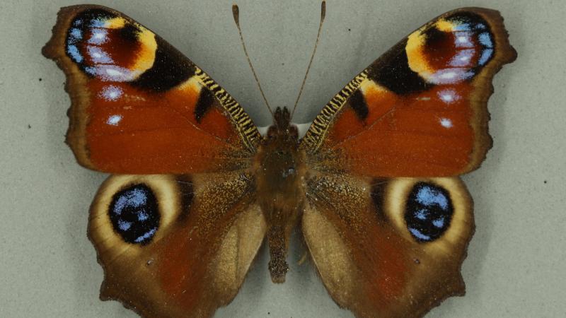 Peacock butterfly