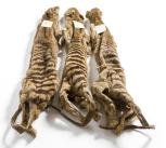 Three thylacine skins
