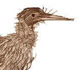 Illustration of kiwi by Young Zoologists Club member