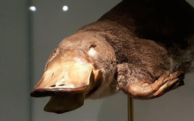 The platypus, Cambridge, and the animals Darwin thought were strange |  Museum of Zoology